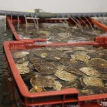 fresh oysters collected in boxes full of water