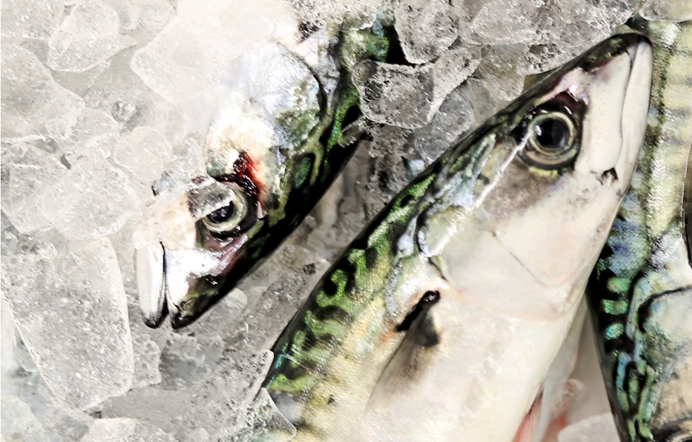Mackerel