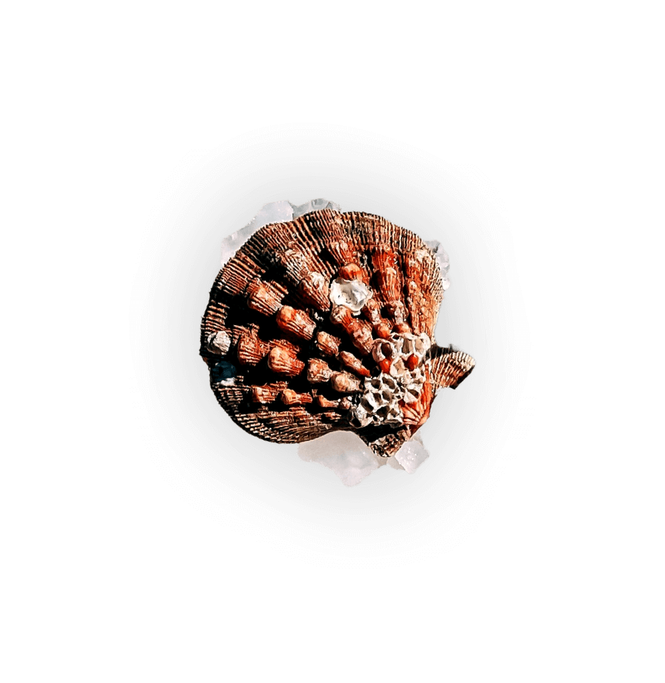 Illustration of fish/seafood