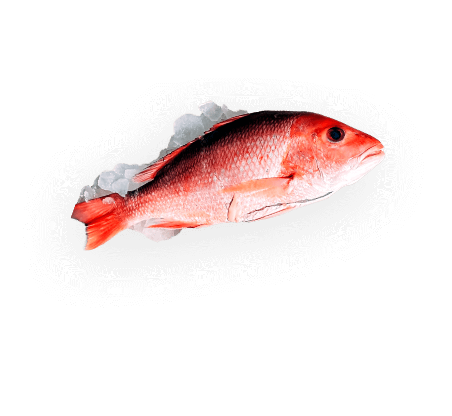 Illustration of fish/seafood