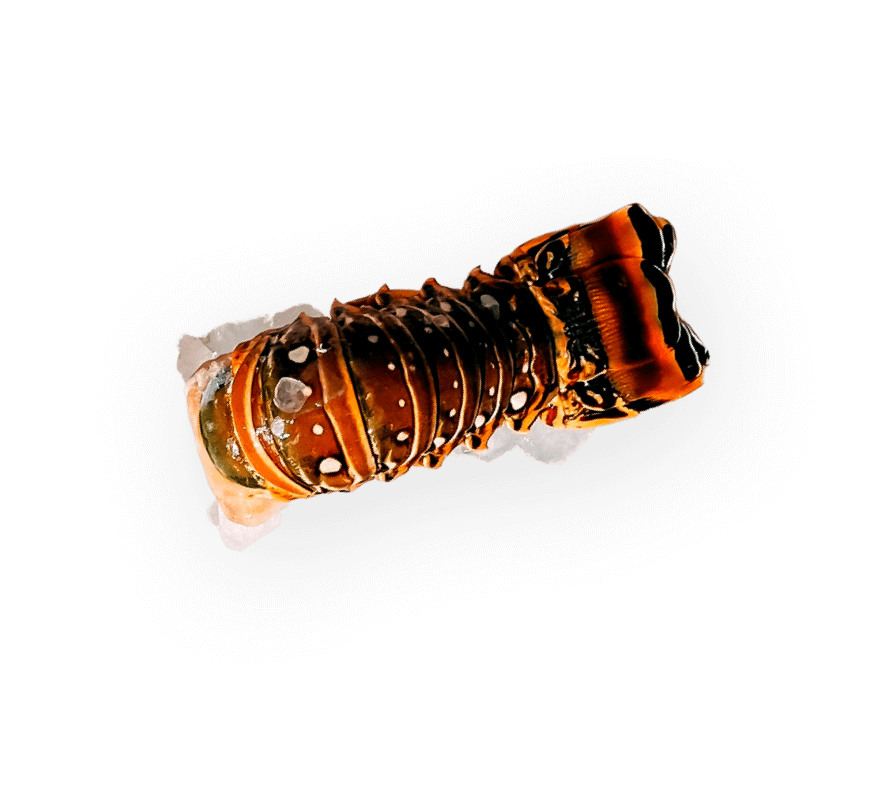 Illustration of fish/seafood