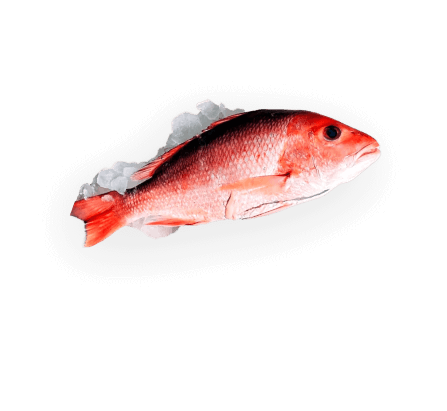 Illustration of fish/seafood