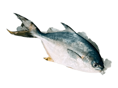 Illustration of fish/seafood